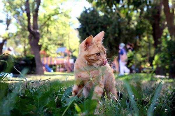 日系猫咪名字推荐，日系风猫咪名字推荐