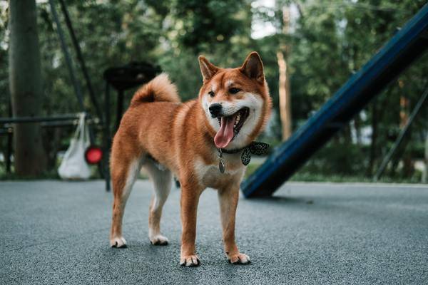 独一无二的狗狗名字公