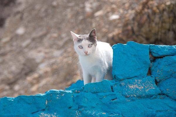 有创意的猫咪名字有哪些？