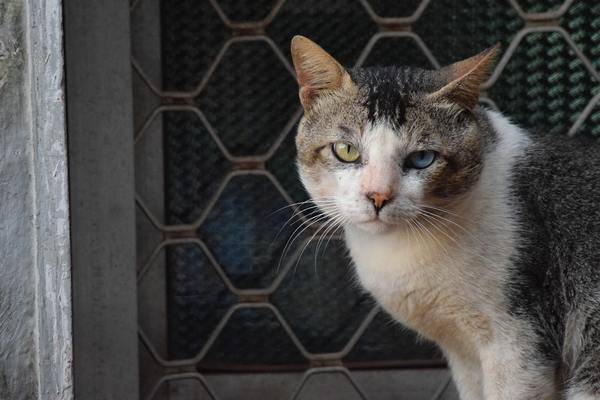 古风狸花猫名字大全，狸花猫名字大全